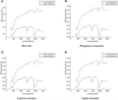 Inversion of soil carbon, nitrogen, and phosphorus in the Yellow River Wetland of Shaanxi Province using field in situ hyperspectroscopy